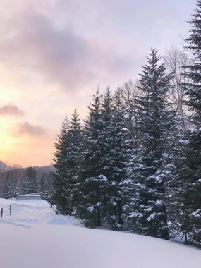 Grup soğuk çam ağaçlarının 