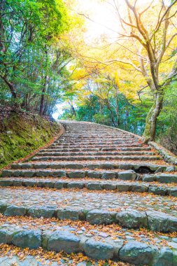 Arashiyama çiçek açan kırmızı akçaağaç yaprakları ile yol yürümek