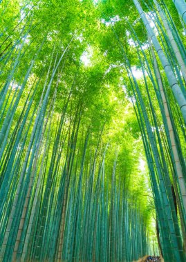 Arashiyama Kyoto, bambu orman yolu.