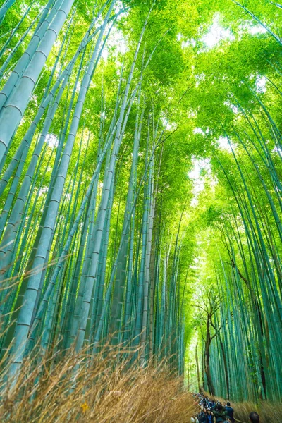 Camino al bosque de bambú en Arashiyama en Kyoto . —  Fotos de Stock