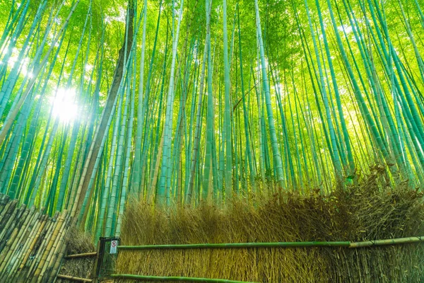 Ścieżka do Las bambusowy Arashiyama w Kioto. — Zdjęcie stockowe