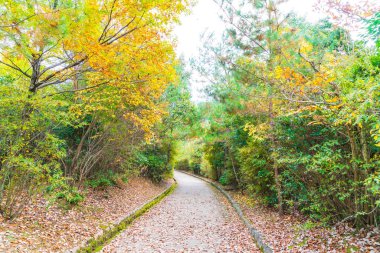 Arashiyama çiçek açan kırmızı akçaağaç yaprakları ile yol yürümek
