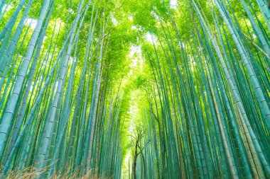 Arashiyama Kyoto, bambu orman yolu.