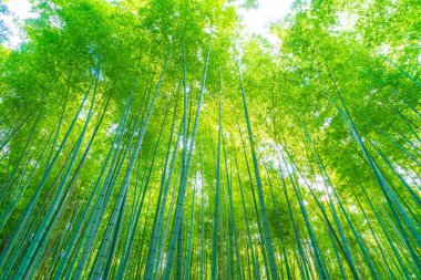 Arashiyama Kyoto, bambu orman yolu.