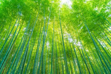 Arashiyama Kyoto, bambu orman yolu.