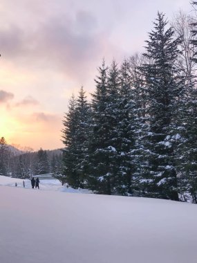 Grup soğuk çam ağaçlarının 