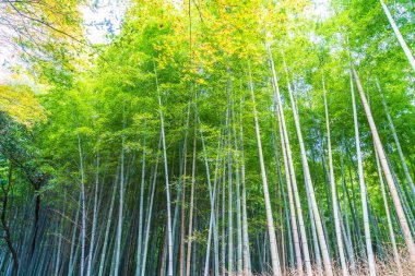 Arashiyama Kyoto, bambu orman yolu.