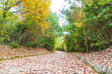 Arashiyama çiçek açan kırmızı akçaağaç yaprakları ile yol yürümek