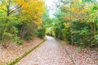 Arashiyama çiçek açan kırmızı akçaağaç yaprakları ile yol yürümek