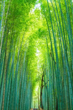 Arashiyama Kyoto, bambu orman yolu.