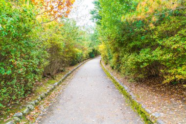 Arashiyama çiçek açan kırmızı akçaağaç yaprakları ile yol yürümek