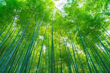 Arashiyama Kyoto, bambu orman yolu.