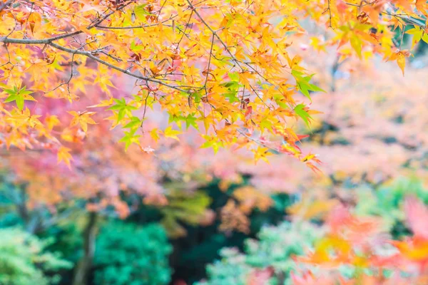 Rött lönnlöv blommande vid Arashiyama — Stockfoto