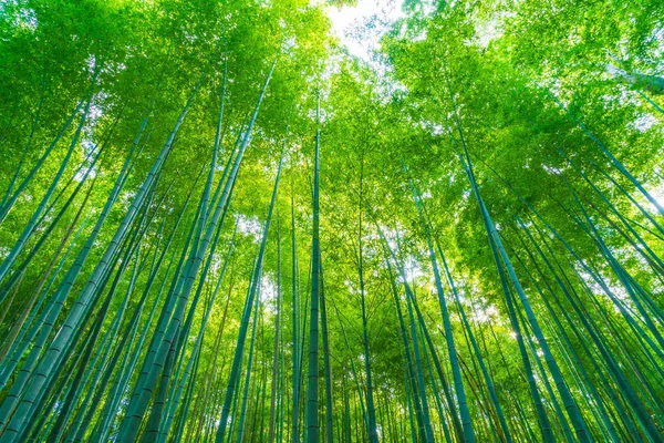 Pad naar bamboebos op Shee in Kyoto. — Stockfoto