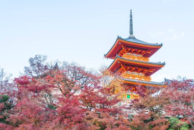 Kiyomizu-dera Tapınağı güzel mimari Kyoto,.