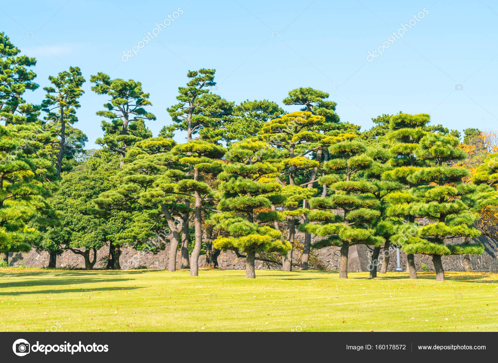 Bonsai Tree In The Garden Of Imperial Palace At Tokyo City Stock Photo Image By C Topntp Bonsai Tree In The Garden Of Imperial Palace At Tokyo City Stock Photo Image By C Topntp