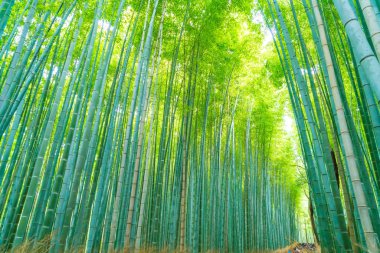 Arashiyama Kyoto, bambu orman yolu.