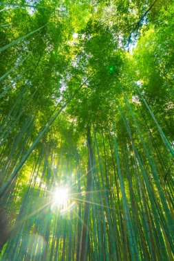 Arashiyama Kyoto, bambu orman yolu.