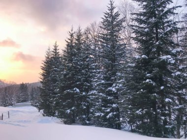 Grup soğuk çam ağaçlarının 