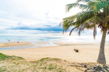 Hindistan cevizi ağacı ile tropikal plaj