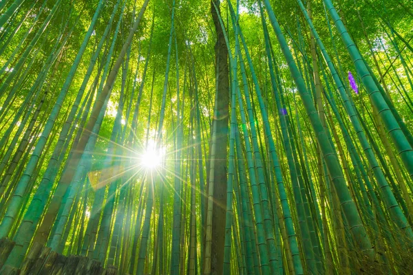 Путь к бамбуковым лесам в Арашияме в Киото . — стоковое фото