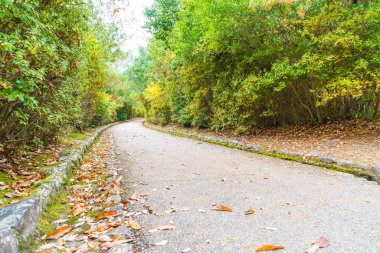 Arashiyama çiçek açan kırmızı akçaağaç yaprakları ile yol yürümek