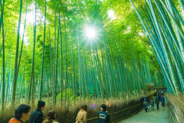 Kyoto, Japonya - 23 Kasım 2016: Arashiyama, Kyoto, bambu ormanı