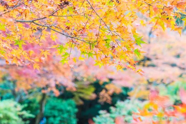 Rote Ahornblätter blühen bei Arashiyama — Stockfoto