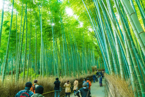 Kyoto, Japonya - 23 Kasım 2016: Arashiyama, Kyoto, bambu ormanı