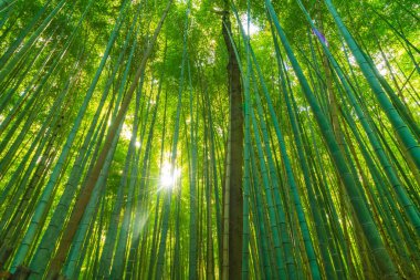 Arashiyama Kyoto, bambu orman yolu.