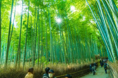 Kyoto, Japonya - 23 Kasım 2016: Arashiyama, Kyoto, bambu ormanı