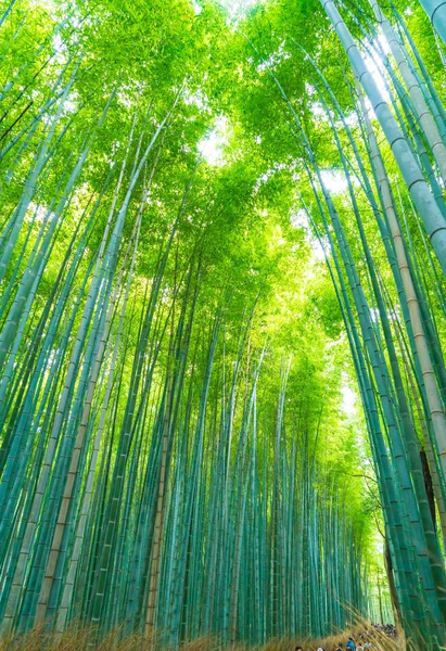 Arashiyama Kyoto, bambu orman yolu.