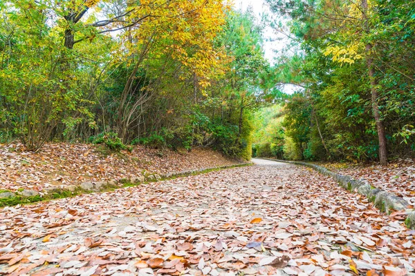 Arashiyama çiçek açan kırmızı akçaağaç yaprakları ile yol yürümek