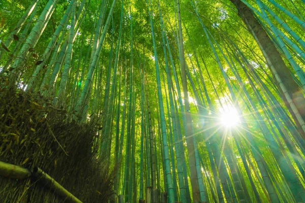 Camino al bosque de bambú en Arashiyama en Kyoto . —  Fotos de Stock