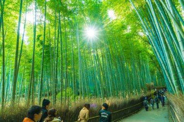 Kyoto, Japonya - 23 Kasım 2016: Arashiyama, Kyoto, bambu ormanı