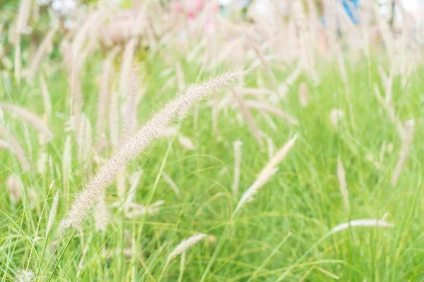 çimen çiçek Bahçe