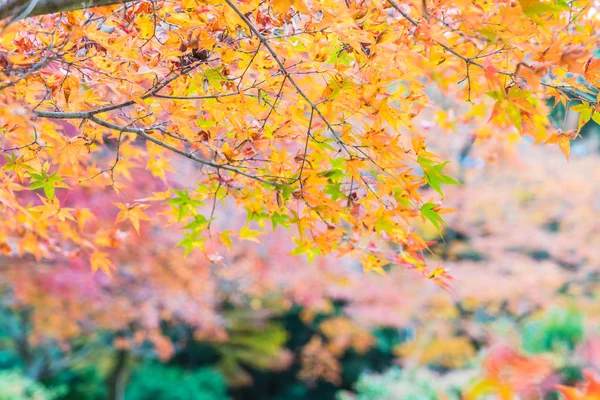 Rote Ahornblätter blühen bei Arashiyama — Stockfoto