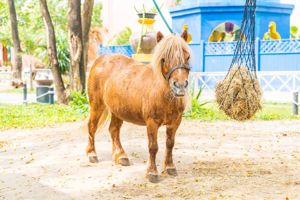 Mini caballo enano en un pasto en una granja —  Fotos de Stock