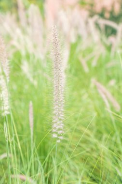 çimen çiçek Bahçe