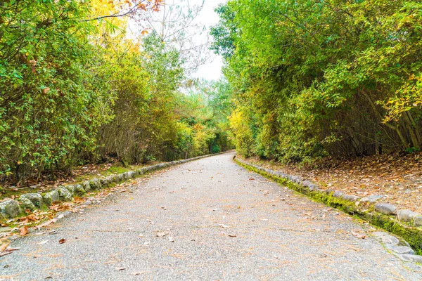 Chemin de promenade avec des feuilles d'érable rouge fleurissant à Arashiyama — Photo