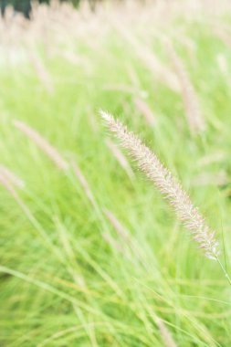 çimen çiçek Bahçe