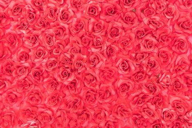 plastik arka plan gül