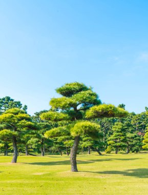 Bonsai ağacı Tokyo City İmparatorluk Sarayı'nın bahçesinde