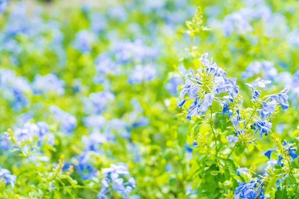 Muchas flores de hortensias azules en el jardín — Foto de Stock