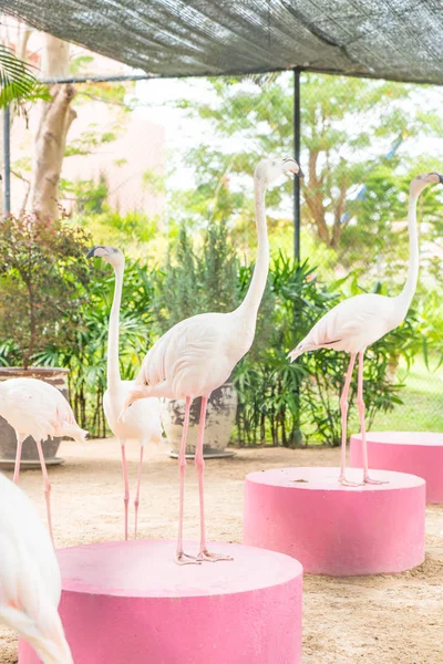 Um bando de flamingos cor de rosa — Fotografia de Stock