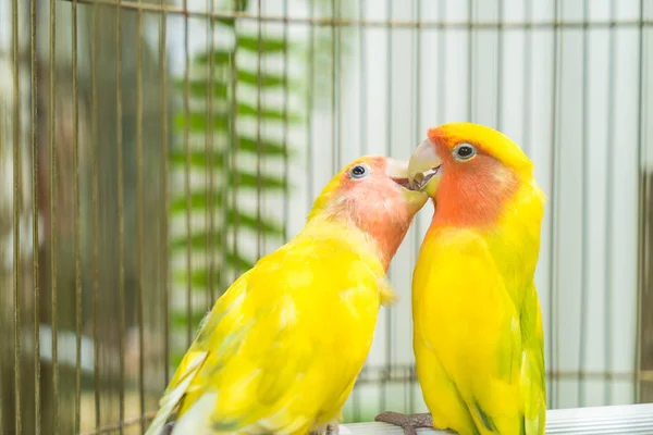 Mooie papegaai dwergpapegaaien — Stockfoto