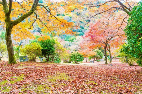 Κόκκινα φύλλα σφενδάμου ανθισμένα στο Arashiyama — Φωτογραφία Αρχείου