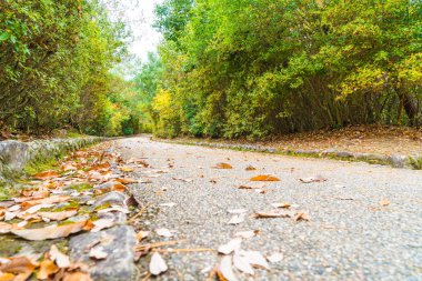 Arashiyama çiçek açan kırmızı akçaağaç yaprakları ile yol yürümek