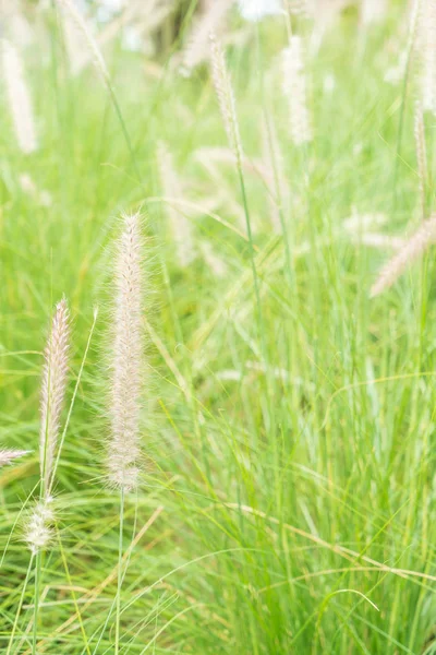 Grasblume im Garten — Stockfoto