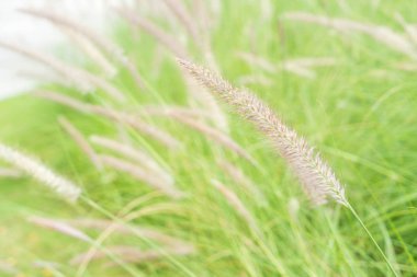 çimen çiçek Bahçe